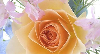 Flavours & Fragrance