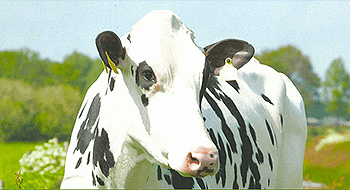 Livestock and Genetic