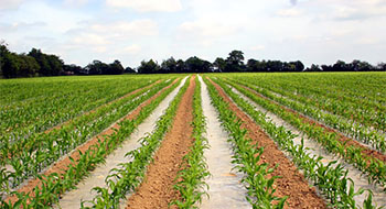 secteur agricole
