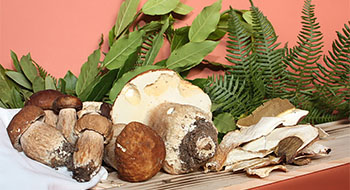 Serfunghi