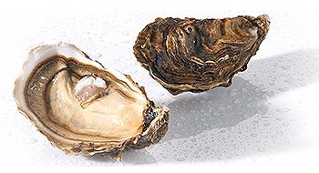 ostreiculture, huitres plates
