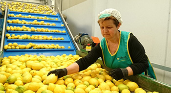Producción y comercialización de frutas y verduras ecológicas