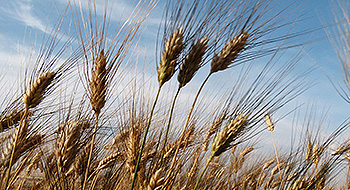 Agroalimentare