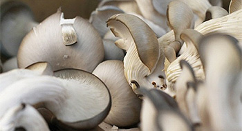 Champignons