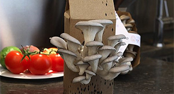 la boîte à champignons