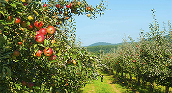 Retail Trade, Shop Fittings, Window Dressing Furnishings,Agriculture,Foodstuffs, Luxury Food,  Beverage Industry,Food Processing Industry