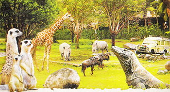 Bali Safari