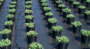 Innovative Bewässerung