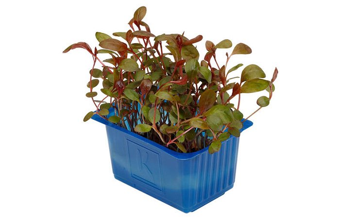 Cress