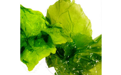 seaweed based products