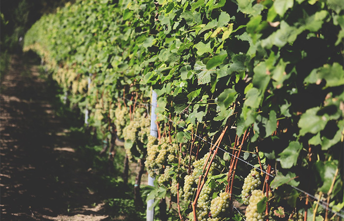 Azienda Agricola