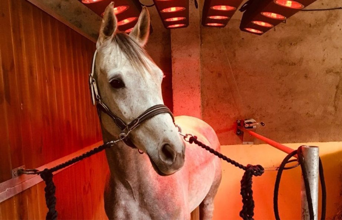 Cheval