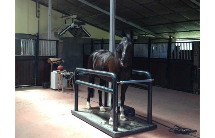 Cheval Liberte
