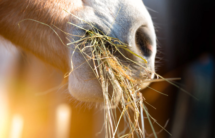 Haygain