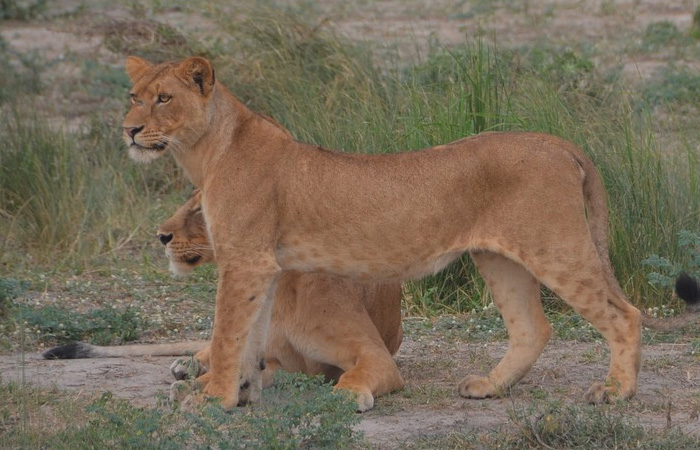 Safari