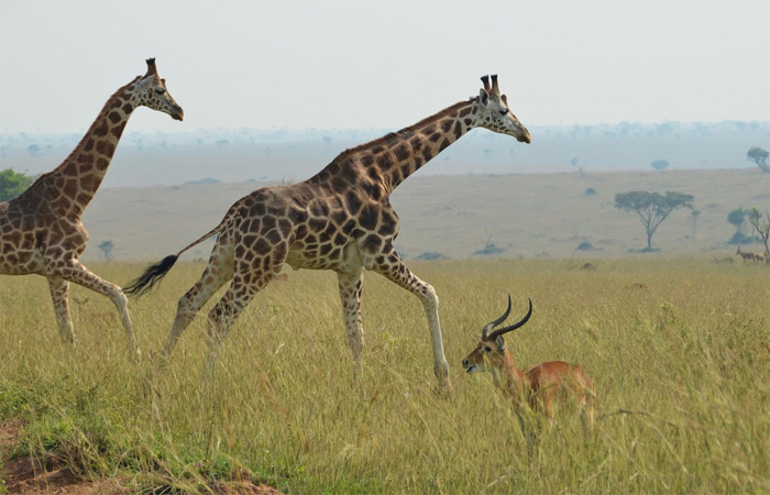Safari