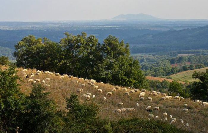 Fattoria
