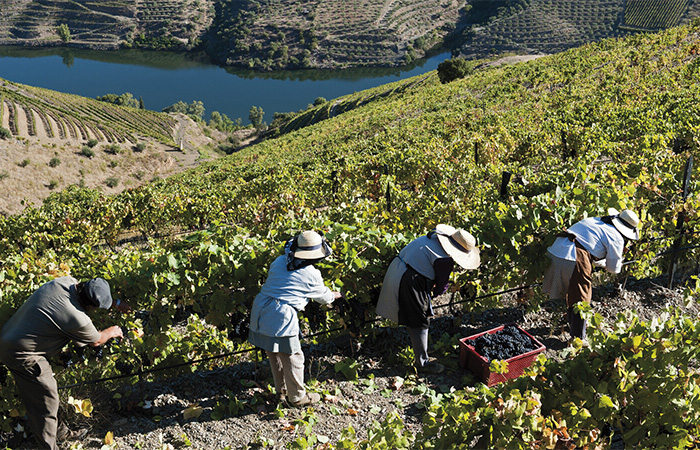 wines