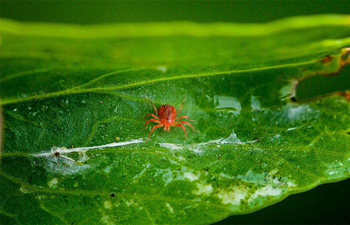 Agro Pest Control