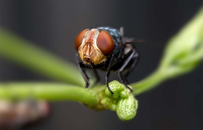 APC Agro Pest Control