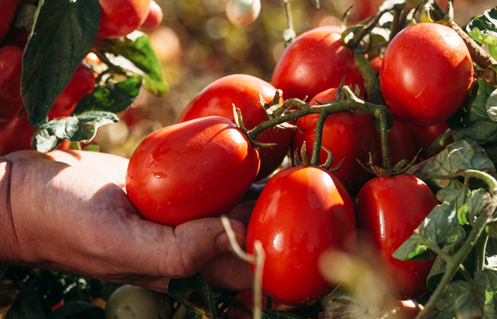 Pomodoro