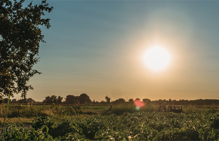 Casalasco Società Agricola