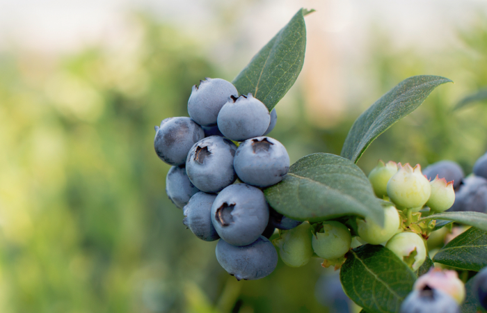 Beeren