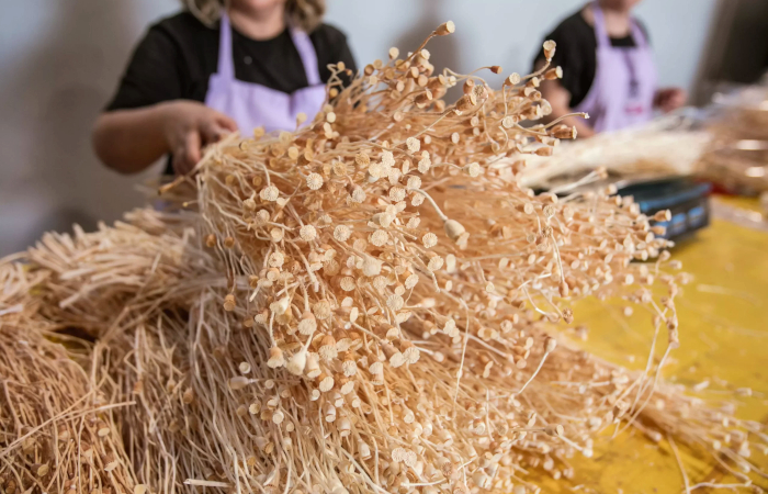 Worldwide export of dried flowers, fresh flowers, fresh cut greens, preserved ornamental greens