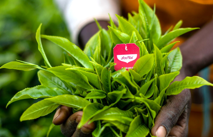 Tea