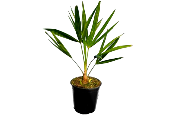 Gardenpalms Europe