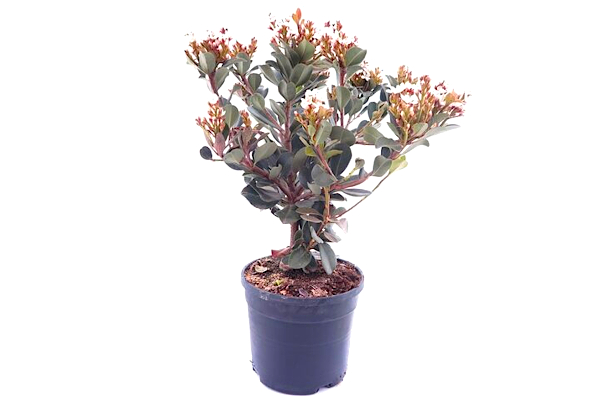 Gardenpalms Europe