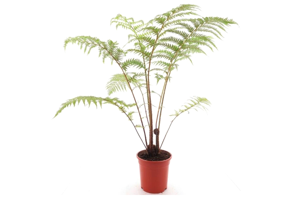 Gardenpalms