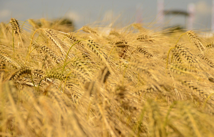 Timac AGRO