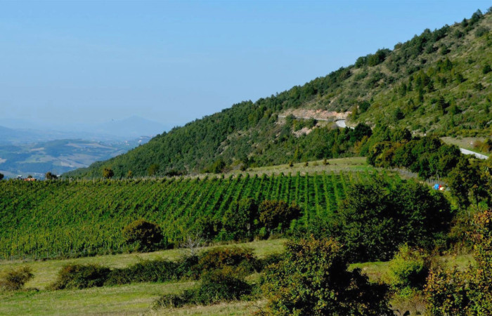Coppacchioli Ginevra