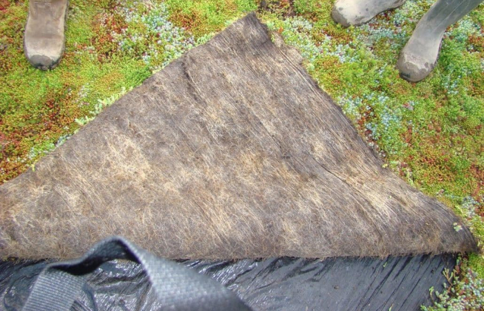 Vegetation