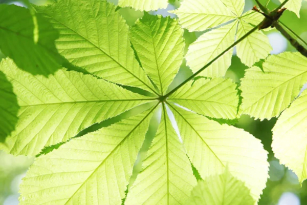 naturbo