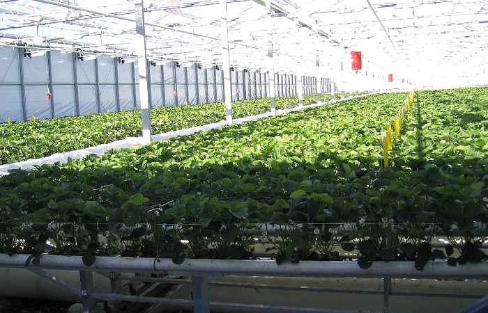 Vissers Aardbeiplanten