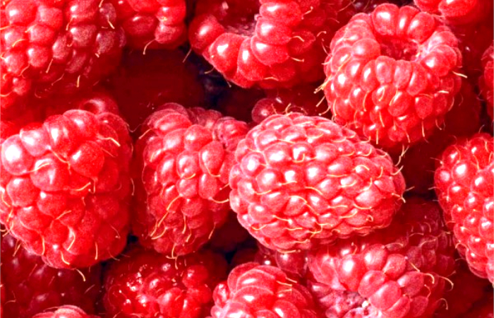 Aardbeiplanten