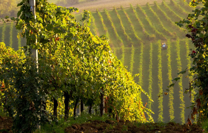 Cantina Forli' Predappio