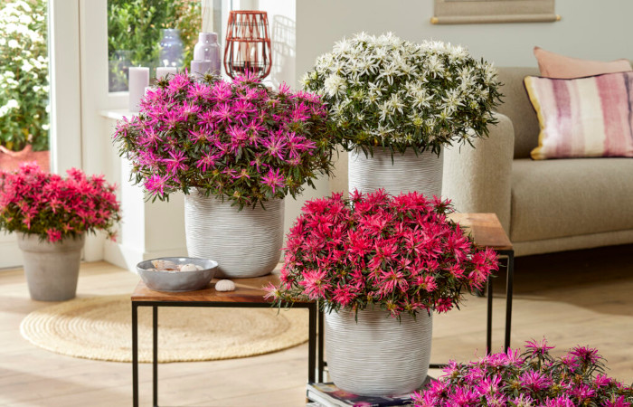 Sustainable Plant Breeder