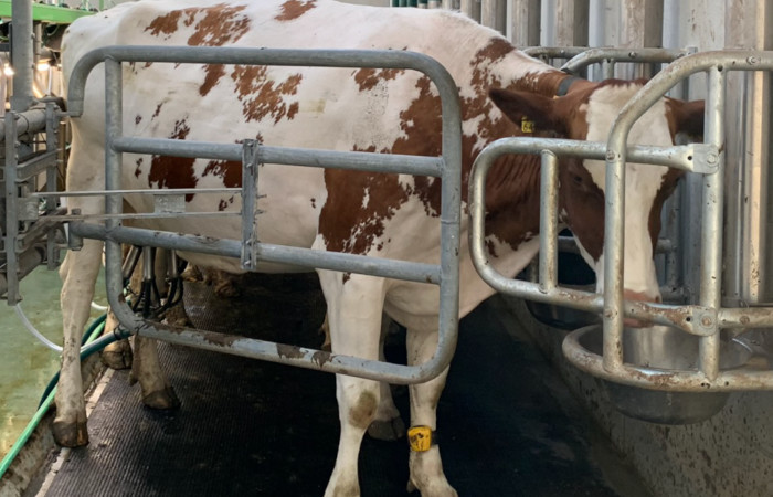 Dairy Farmers
