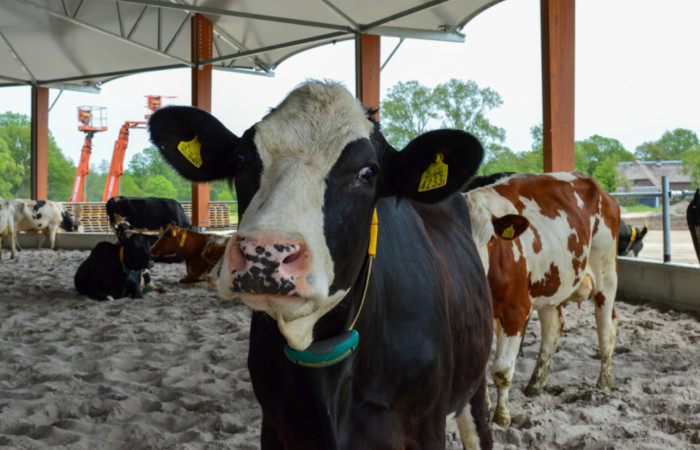 Dairy