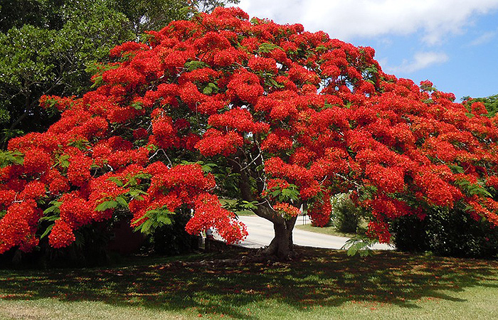 Horticulture