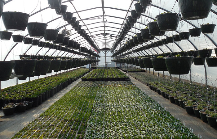 young plants