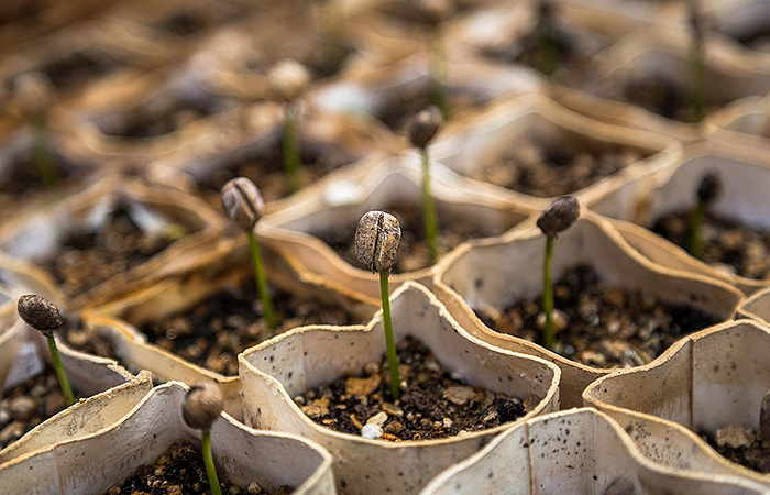 young plants