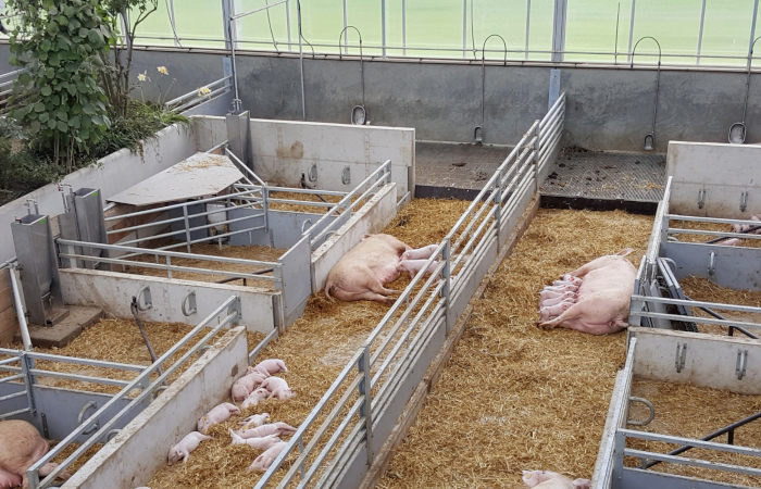 Pigs